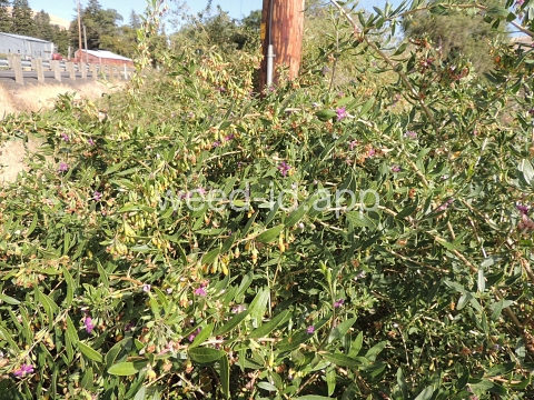 matrimonyvine